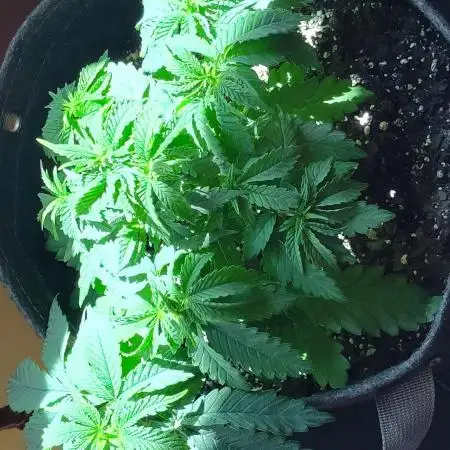 Fast Buds Gorilla Cookies FF (Precious)