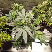 Tropicana Cookies Auto 🌴