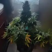 Northern Lights Auto