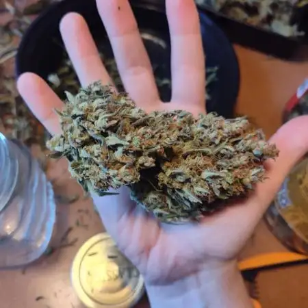 OG Kush Auto