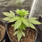 Guava Auto (Gretchen & Ginger)