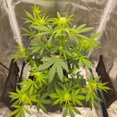 Gorilla Cookies Auto by Fast Buds (soon)