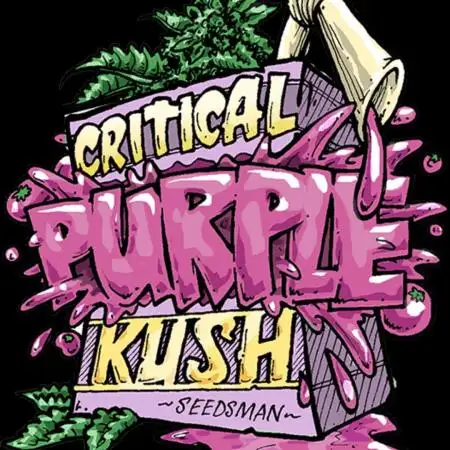 Critical Purple Kush (She-Herbo)