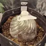 Mexican Airlines Auto by Fast Buds