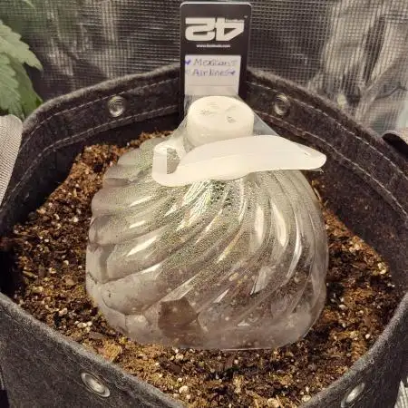 Mexican Airlines Auto by Fast Buds