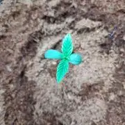 Lemon Mandarin (1st Photo run)