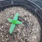 Guava Auto (Gretchen & Ginger)