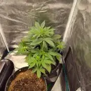 Gorilla Cookies Auto by Fast Buds (soon)