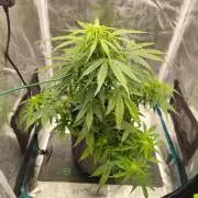 Northern Lights Auto