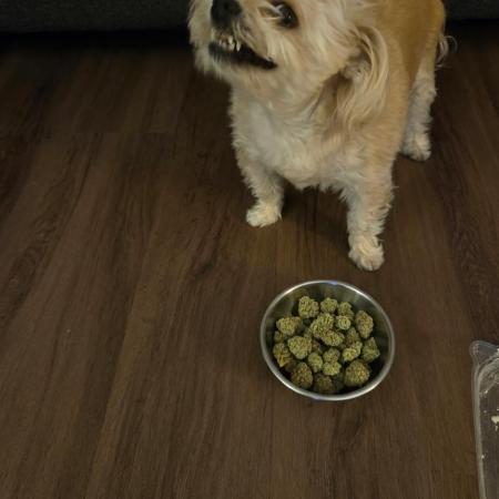 Gorilla Cookies Auto (Lt. Danielle)