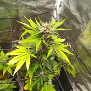 Guava Auto (Gretchen & Ginger)