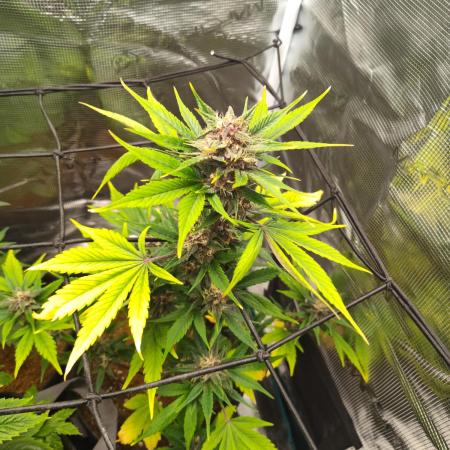 Guava Auto (Gretchen & Ginger)