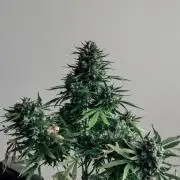 Northern Lights Auto