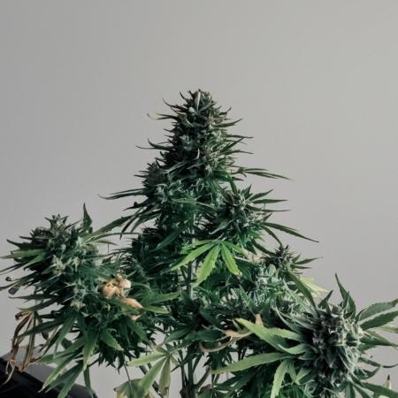 Northern Lights Auto