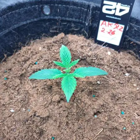 AK Auto