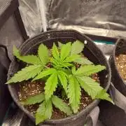 Northern Lights Auto