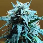 Fast Buds Gorilla S. Auto (Phoenix)