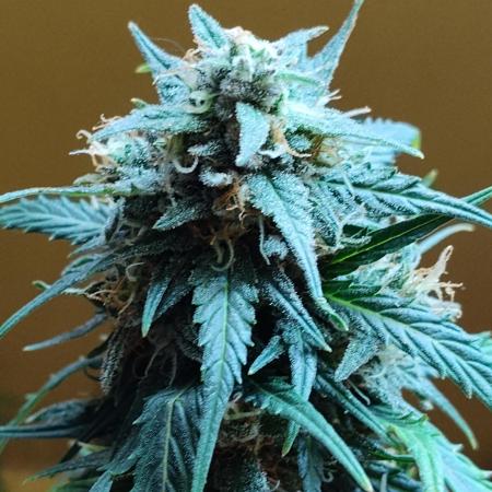 Fast Buds Gorilla S. Auto (Phoenix)