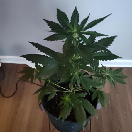 Guava Auto (Gretchen & Ginger)