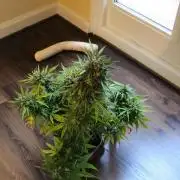 Northern Lights Auto