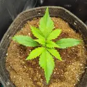 Gelato Auto