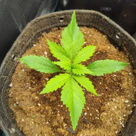 Gelato Auto