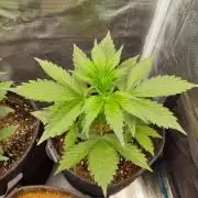 Guava Auto (Gretchen & Ginger)