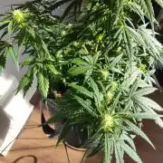 Northern Lights Auto