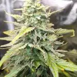 Tropicana Cookies Auto (Topanga)