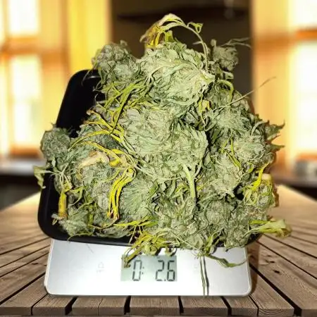 Northern Lights Auto