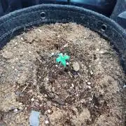 Cinderella Auto