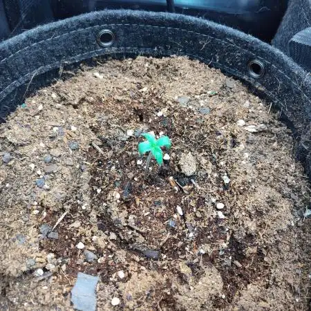 Cinderella Auto