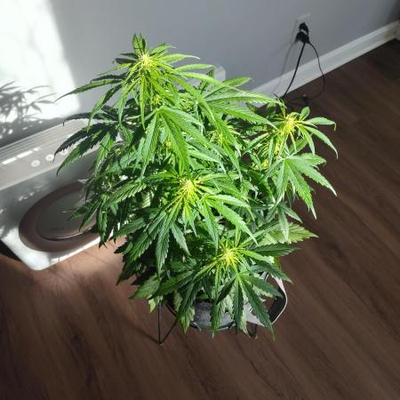 Northern Lights Auto