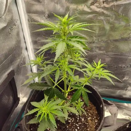 Budget Grow '25