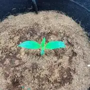 Trainwreck Auto (Tonja))