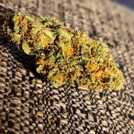 Fast Buds Gorilla S. Auto (Phoenix)