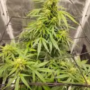 Northern Lights Auto