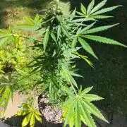 Cinderella Auto