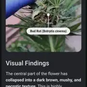 🦍 🍪 Auto