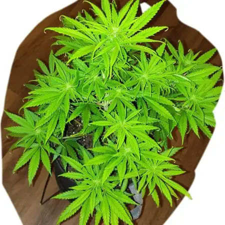 Critical Purple Kush (She-Herbo)