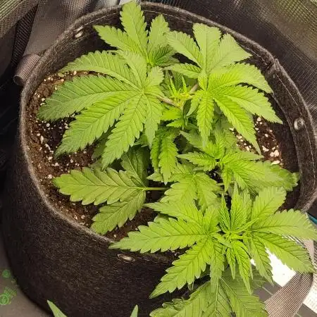 Fast Buds Gorilla Cookies FF (Precious)