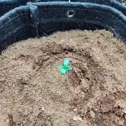 Lemon Mandarin (1st Photo run)