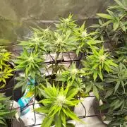 Tropicana Cookies Auto 🌴
