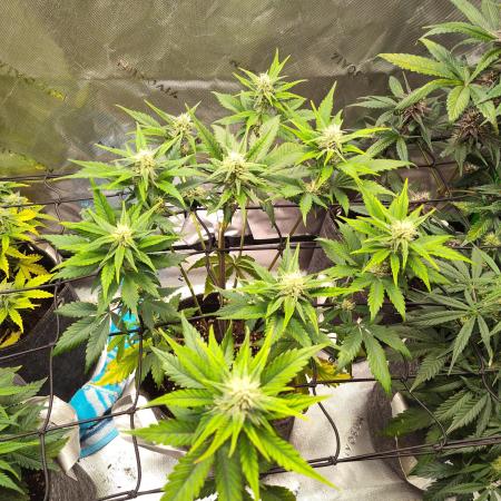 Tropicana Cookies Auto 🌴