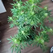 Gorilla Cookies Auto (Lt. Danielle)