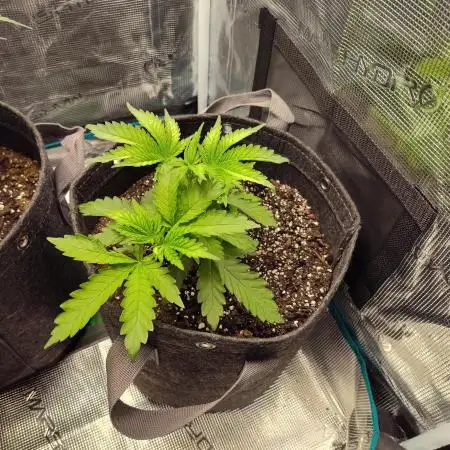 Fast Buds Gorilla Cookies FF (Precious)