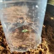 Lemon Mandarin (1st Photo run)