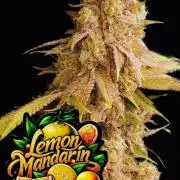 Lemon Mandarin (1st Photo run)