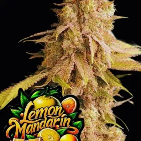 Lemon Mandarin (1st Photo run)