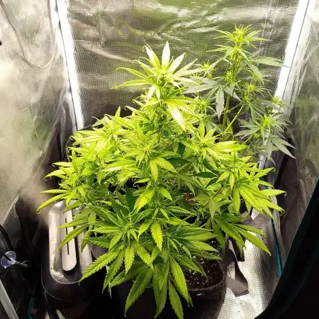 Critical Purple Kush (She-Herbo)